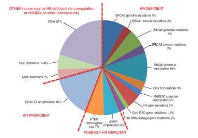 mucinous) is not a sufficient criterio for BRCA testing