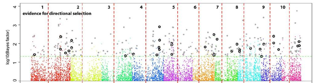 Genome-Wide Patterns in CBD Detected very few signatures of directional selection Overall impact of
