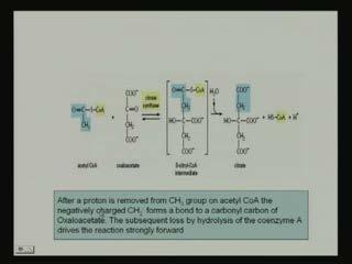 (Refer Slide Time: 34:45) Now, here you see acetyl CoA and here oxaloacetate you see 1, 2, 3, 4 carbon moieties; oxaloacetate in