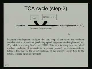 (Refer Slide Time: 36:42) This is the second step; in the third step of TCA cycle isocitrate is converted to alpha keto gluterate.