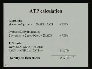ATP. And if we summarize the reaction 2 molecule of molecules of acetyl CoA gives rise to 4 molecules of carbon dioxide, 2 molecules of water and 24 molecules of ATP.