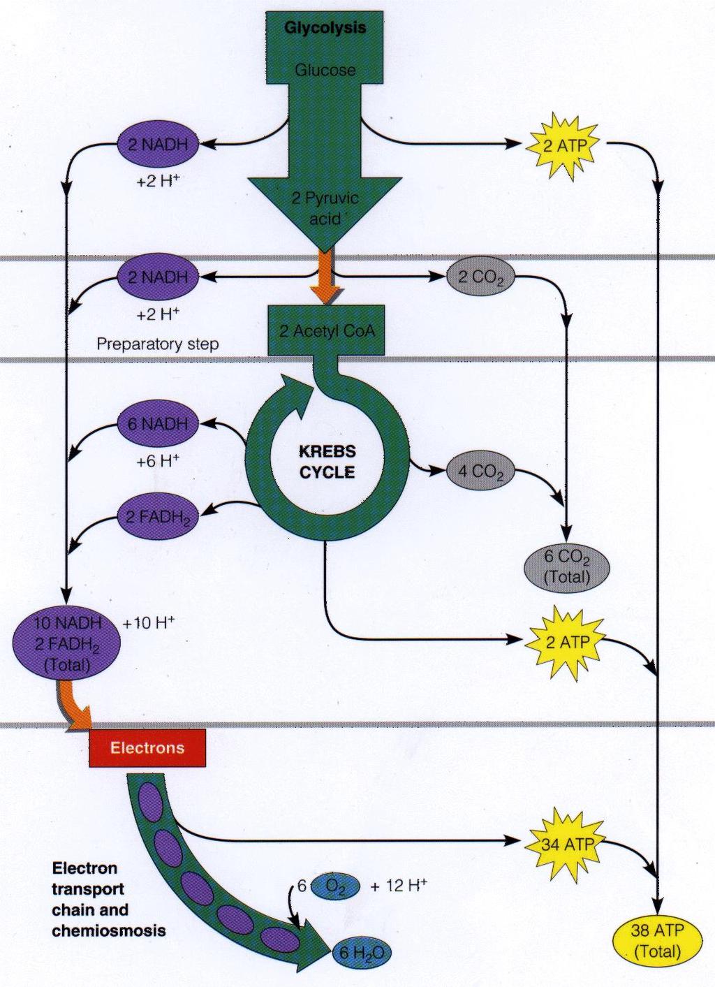 Aerobic respiration Conversion of carbohydrates such as glucose into water, carbon dioxide and ATP is a 4-step process: Glycolysis Pyruvate