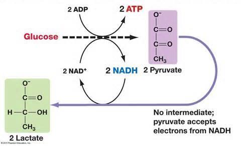 Fermentation Conversion of carbohydrates such as glucose into acids, ethanol, and ATP.