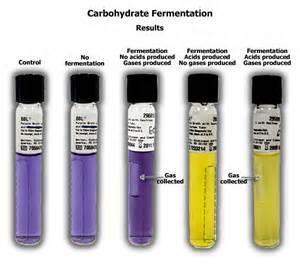 Carbohydrate fermentation tests