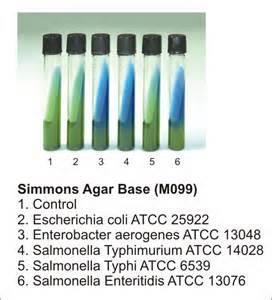 Citrate conversion Simmon s citrate medium is used to test whether bacteria can utilize citrate as the sole