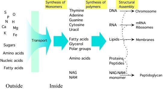 Anabolism The anabolism is the general term for the biochemical reactions leading to the synthesis of cell structures.