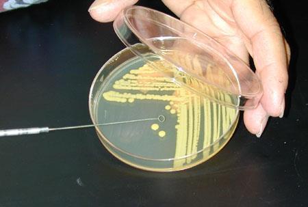 Streaking bacteria By spreading bacteria over the surface of a plate, the amount of bacteria is diluted and individual cells are able to form a single pure colony. Procedure: 1.