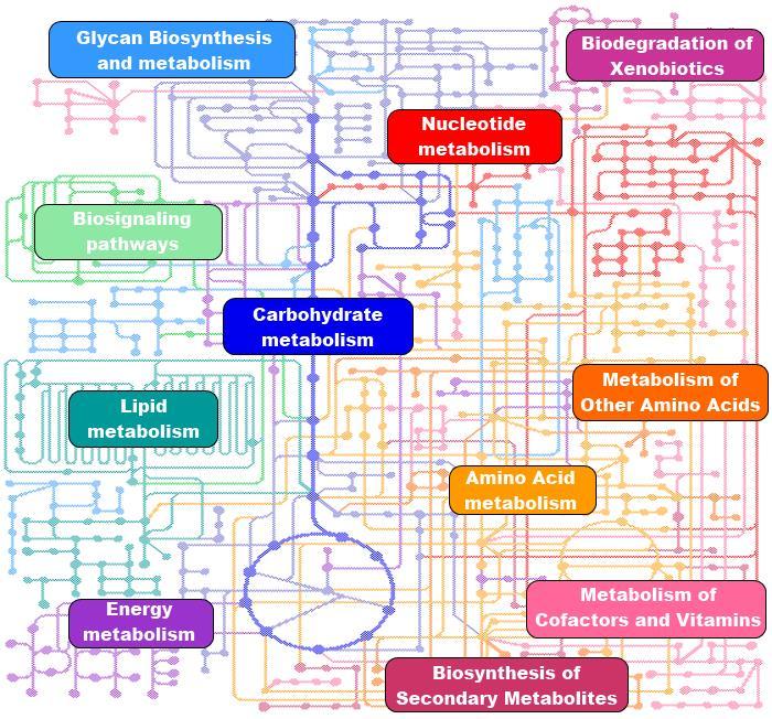 Metabolic maps Metabolic maps reflect the metabolic pathways and display how