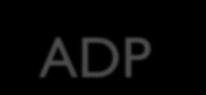 ADP ATP Cycle