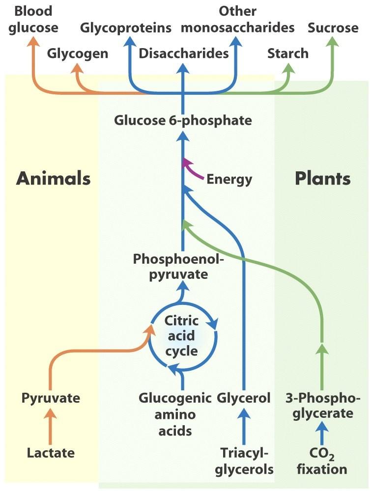 Carbohydrate Synthesis Lactate, pyruvate and glycerol are the important 3C compounds that feed gluconeogenesis.