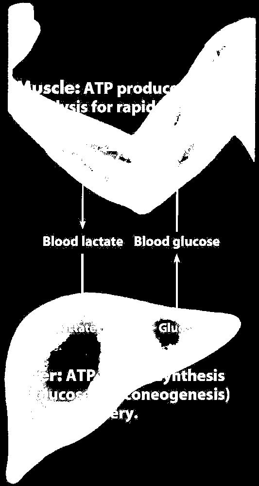 Liver: lactate is converted to glucose (gluconeogenesis).