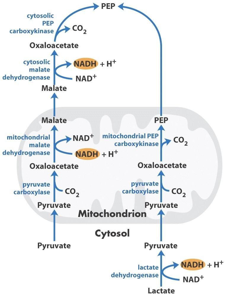 Gluconeogenesis Step 1 Two different pathways are possible! Difference: malate dehydrogenase Regulation: depends on the presence of lactate in the cytosol.