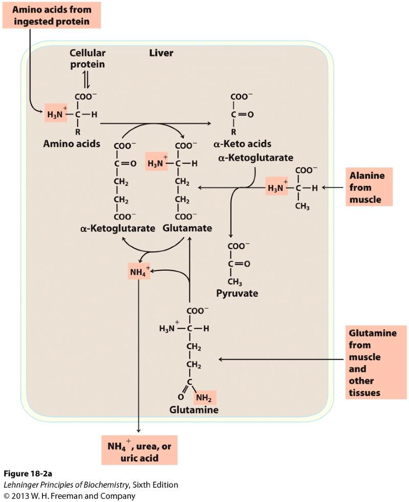 Four Amino Acids in Nitrogen Catabolism Glutamate and Glutamine. - Collect amino groups.