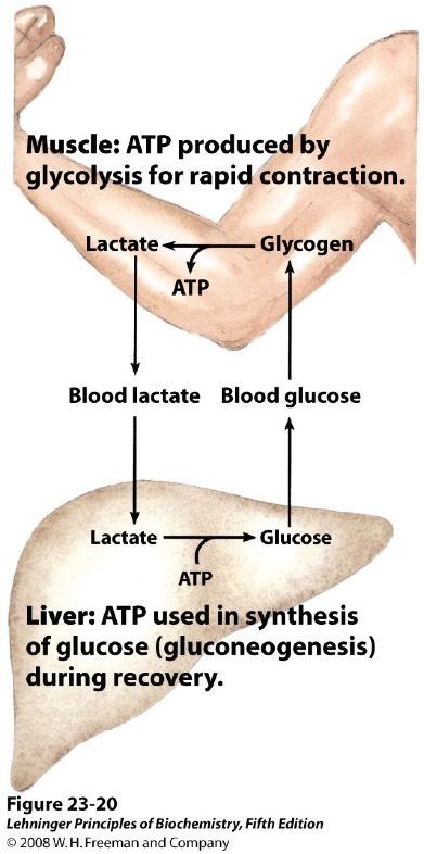 Glucose-Alanine Cycle vs. Cori Cycle Vigorously working muscles. - Anaerobic condition. - Rely on glycolysis for energy. - Glucose -> Pyruvate. Pyruvate -> alanine.