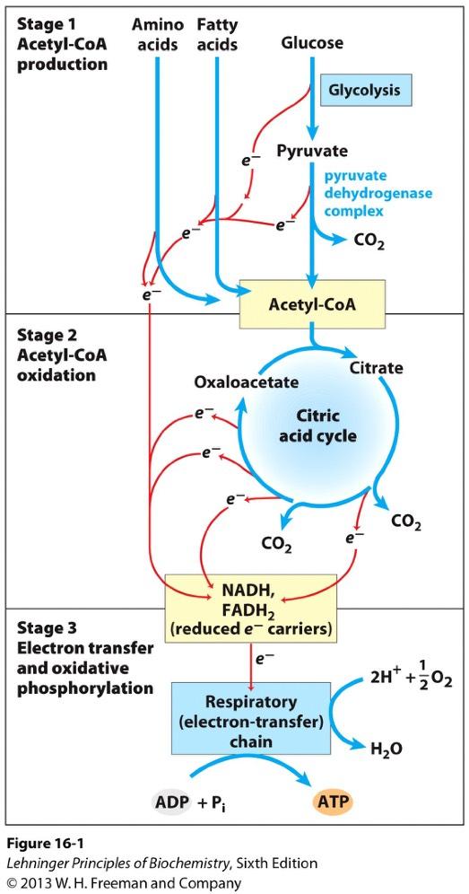 Last Class of Biomolecules For Energy 1. Production of acetyl-coa. Glucose. To pyruvate via glycolysis. To acetyl-coa by PDH. Fatty acid. To acetyl-coa via β oxidation.