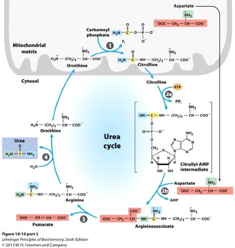 - Pathway discovered by Hans Krebs, who later discovered citric acid cycle.