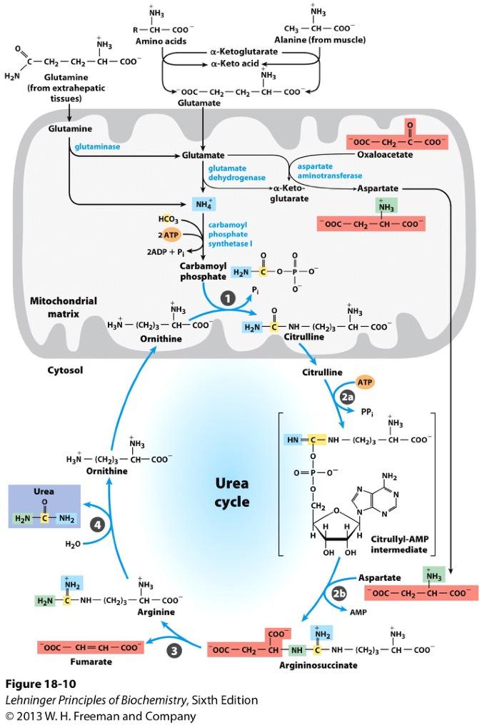 Ammonia -> Urea in Five Steps First 2 reactions in mitochondria. 1. Ammonia + bicarbonate -> carbamoyl phosphate. 2. Carbamoyl phosphate + ornithine - > citrulline. Last 3 