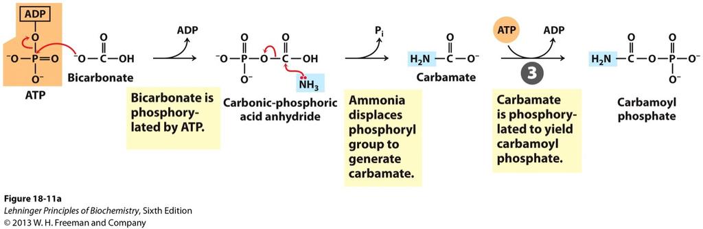 Step 1. Ammonia -> Carbamoyl Phosphate Ammonia + bicarbonate -> carbamoyl phosphate. - Consumes two molecules of ATPs (two activation steps).