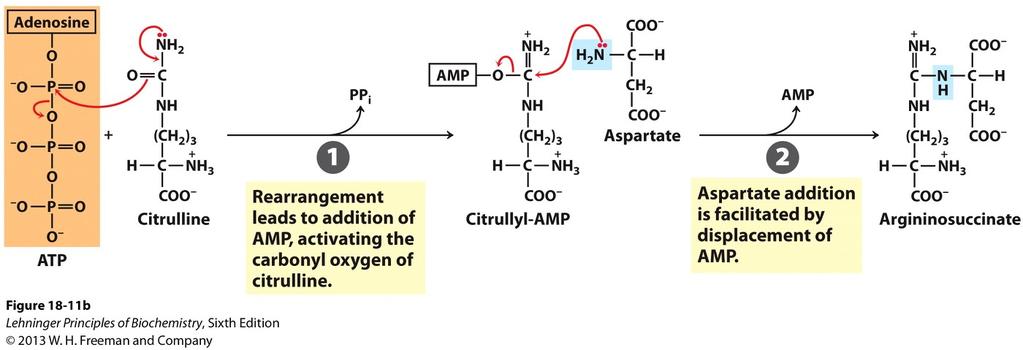 Step 3. Citrulline -> Argininosuccinate Citrulline + aspartate -> argininosuccinate. - Citrulline travels from mitochondria to cytosol. - Consumes two equivalents of ATPs (ATP -> AMP).