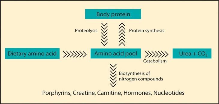 When to Degrade Amino Acids? During normal protein degradation and synthesis. - Some amino acids released from protein breakdown are not needed.