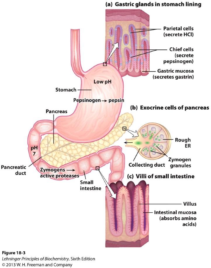 Protein Hydrolysis in Digestive Tract Degradation occurs in gastrointestinal tract. In stomach. - Secretion of HCl (ph 1.0-2.5). Antiseptic. Denaturing. - Secretion of pepsinogen.