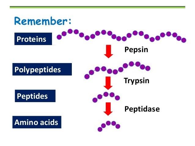 Dietary Proteins Are Hydrolyzed Pepsin cuts protein into peptides in the stomach.