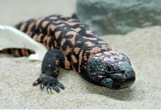 Exenatide (Byetta) R Derived from exendin 4, a peptide isolated from the saliva of the Gila monster lizard native