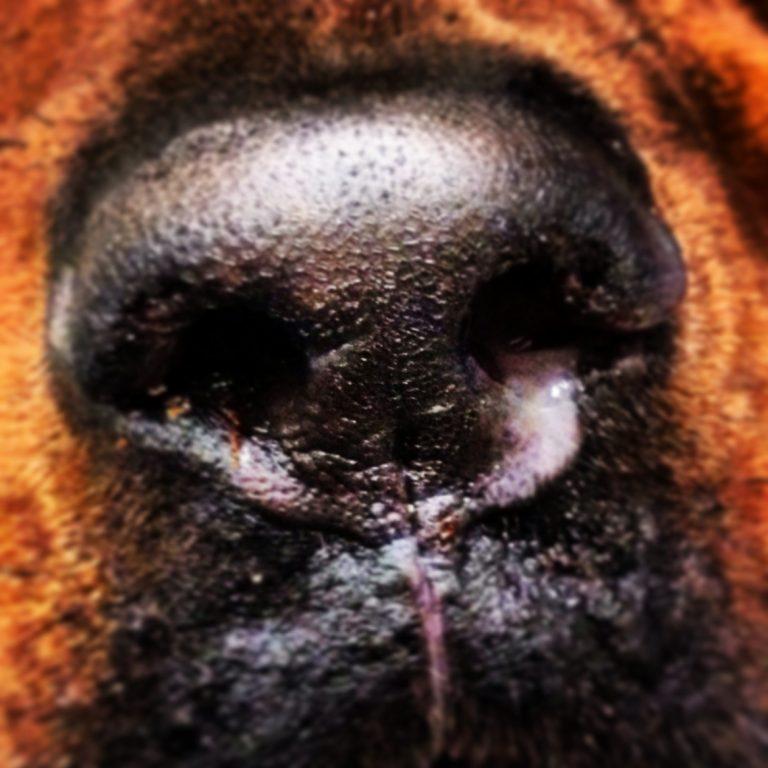 Mild nasal discharge and depigmentation of the nose of a dog with sinonasal aspergillosis Aspergillosis How is it diagnosed?