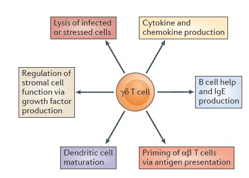 The potential role of gamma/delta T-cells Godder et al.