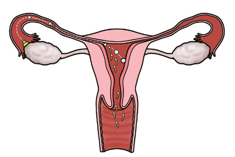 blood stream to stimulate the womb lining Sperm meet the egg in the Fallopian tube