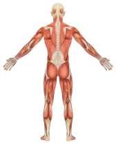 muscle strain, muscle tension, sprain, hypermobility, or joint