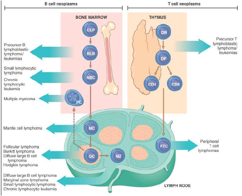 Origin of B & T cell neoplasm.