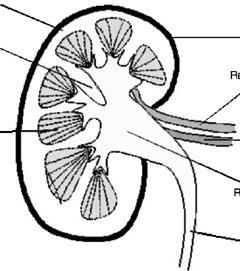 **KNOW YOUR NEPHRON DIAGRAM and BE ABLE TO LABEL KIDNEY STRICTURES