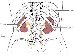 POSITION OF THE KIDNEYS Superior Lumbar Position T12 - L3 Protected by the
