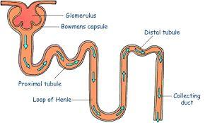 2 major parts of a Nephron- pg. 965, fig 25.