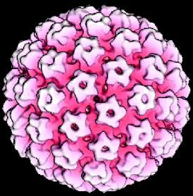 Human Papillomavirus 1. http://www.cdc.gov/std/hpv/stdfact-hpv.htm; accessed 1/13/2015 2. Munoz et al. (2003). NEJM 3.