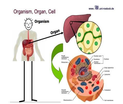 UNIT 3 - CELLS Cell theory Types of cells (prokaryotic and eukaryotic,plant and animal) Homeostasis in cells Enzymes Biomolecules Cell structure and function and processes Transport across cellular