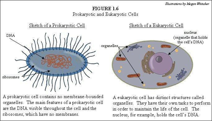EQ: Differences between PROKARYOTIC (P) and EUKARYOTIC (E) CELLS pp193-4 *In E-Cells = parts are
