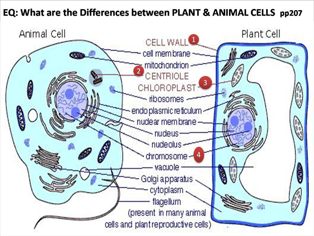 complex, DNA is contained in nucleus *P-Cells = simpler, smaller, no nucleus, DNA scattered,