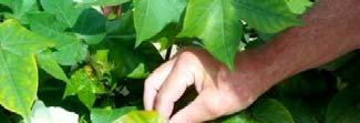 K Deficiency Symptoms Marginal chlorosis and bronzing of lower leaves The leaf