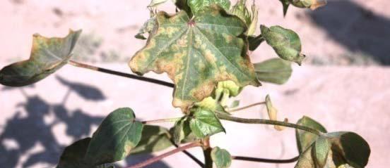 leaves in the upper third of the canopy and can ultimately result in premature leaf
