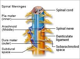It begins at the brain stem and is held within the spinal canal until it reaches the beginning of the lumbar vertebra.