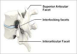 Facet Joint Facets joints are the paired articular processes of the vertebral arch. These synovial joints give the spine its flexibility by sliding on the articular processes of the vertebra below.