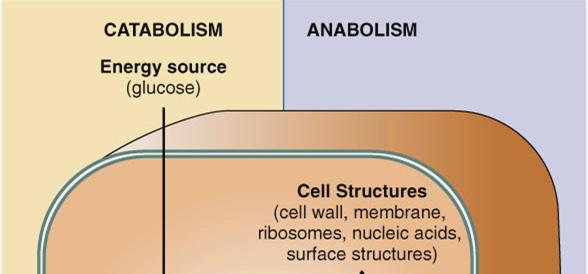 Metabolism: Fueling Cell Growth Principles of