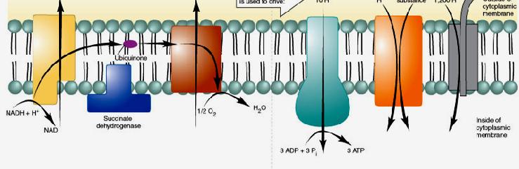 Electron Transport Chain of E.