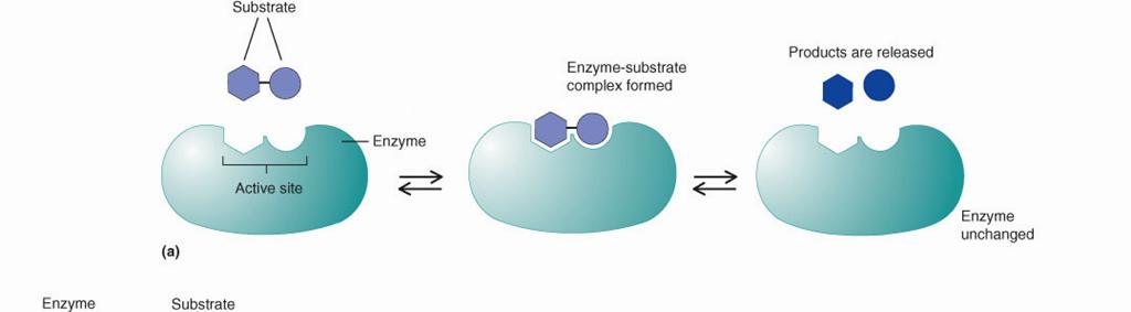 1/18/2011 Enzymes