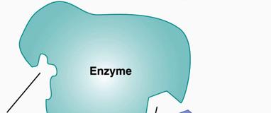 Enzymes Enzyme