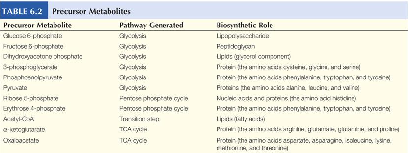 Glycolysis (aka Embden-Meyerhoff pathway, glycolytic pathway) glucose 2 pyruvate 2 ATP (net gain) 2 spent; 4 made 2 NADH six different precursor metabolites Glycolysis (aka Embden-Meyerhoff pathway,