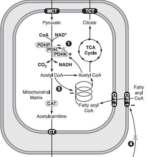 The glucose-fatty acid (Randle) cycle The Randle cycle describes the reciprocal relationship between fatty acid and glucose metabolism.