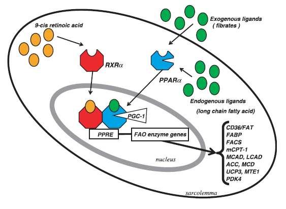 Peroxisome proliferator activated receptor (PPAR) Expression of isoforms in myocardial
